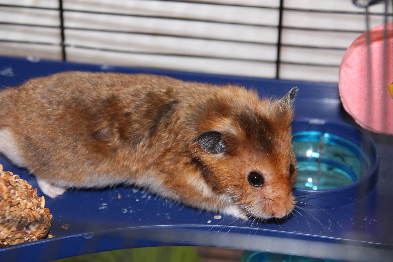 Der perfekte Hamsterkäfig – Der Bestseller für kleine Nager